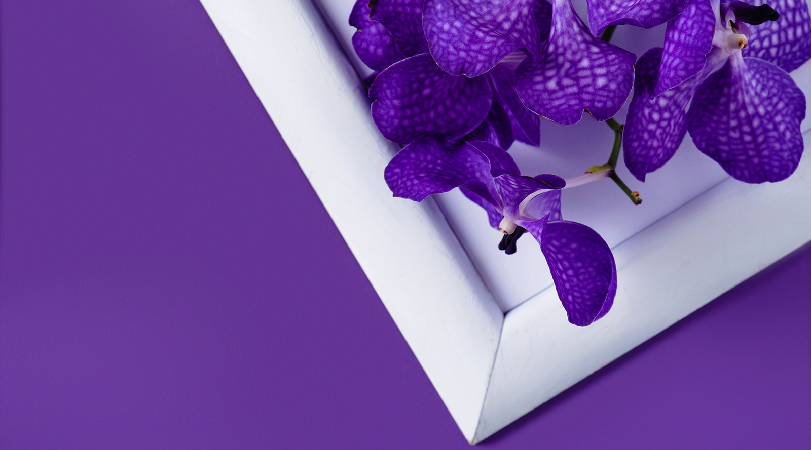 4th Year #SDM: Silky Shark