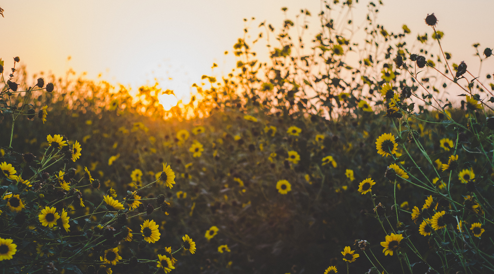 March #SDM: Sunny Shark